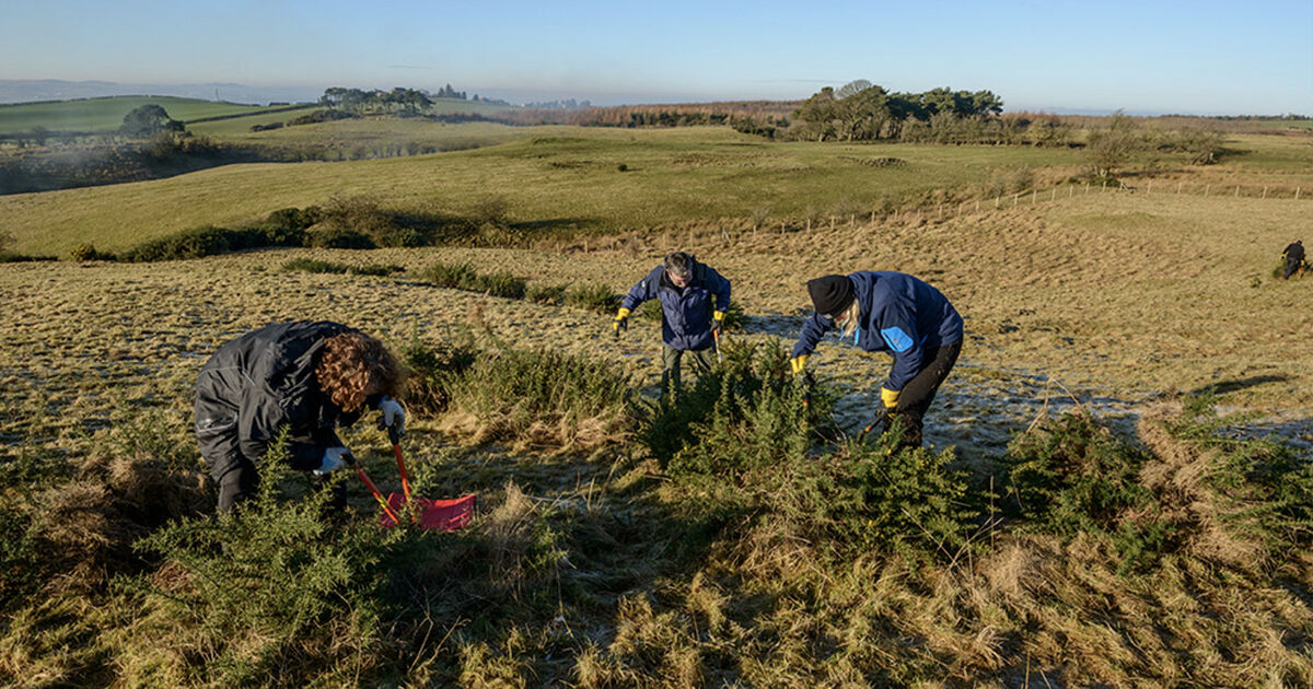 Conservation volunteers protecting… National Trust for Scotland