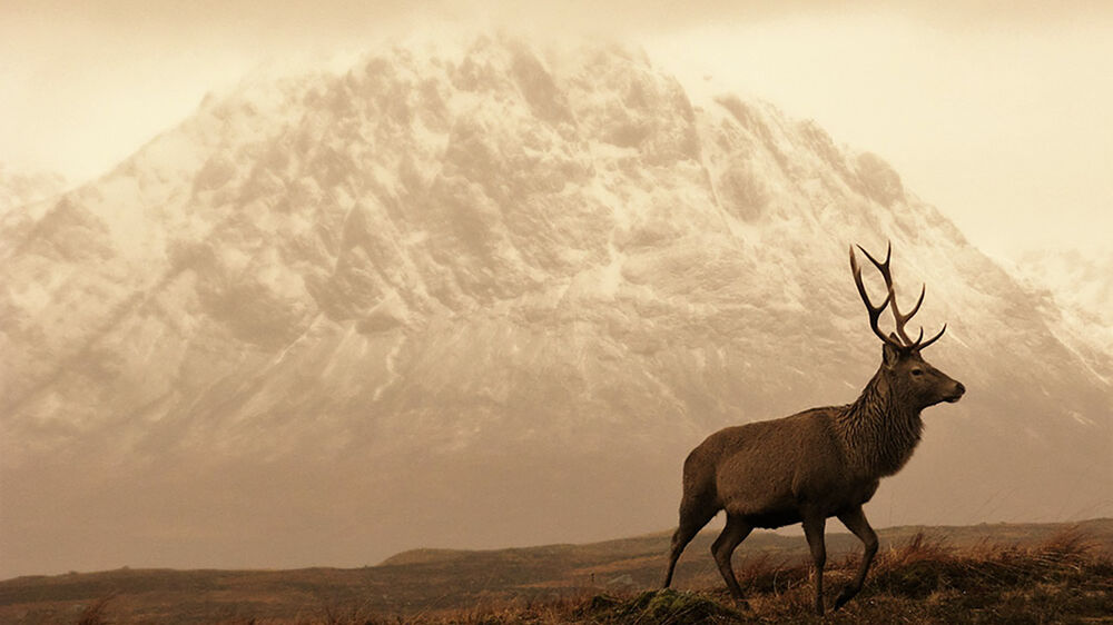 A red deer stag is almost silhouetted against the sepia tones of a tall mountain, with a light dusting of snow.