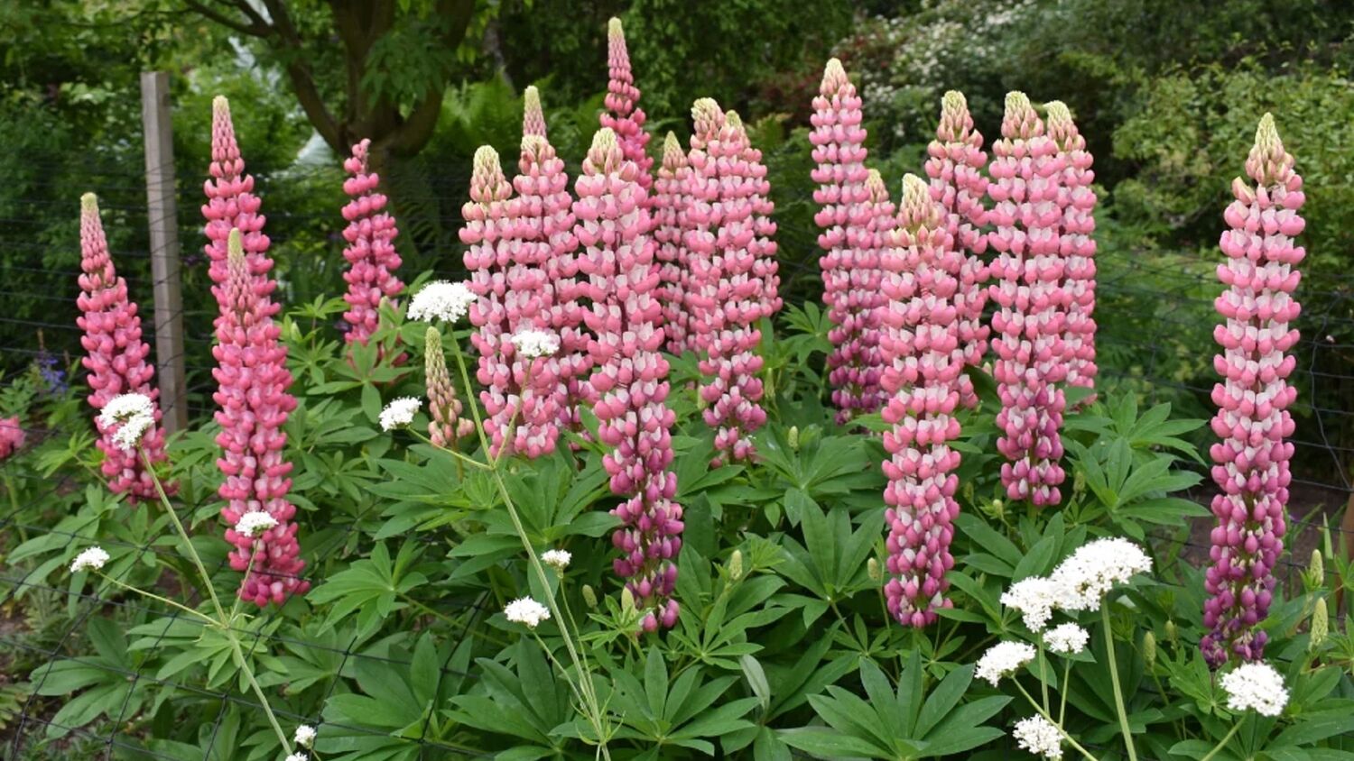 A group of pink lupins grow in a border. Clusters of pink-purple flowers grow all the way up their chunky stems.
