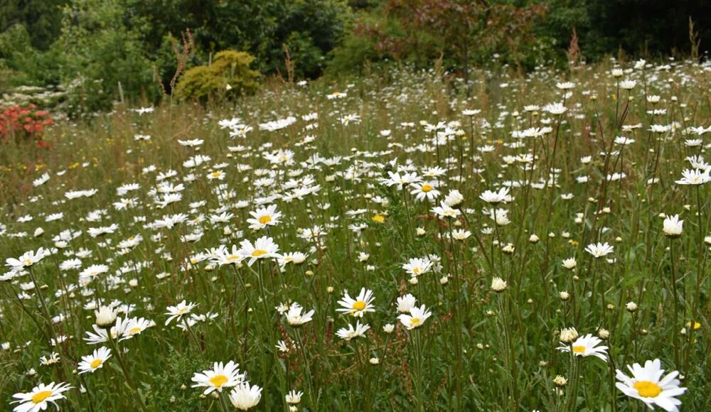 A meadow area with long grass and big daisies growing throughout.