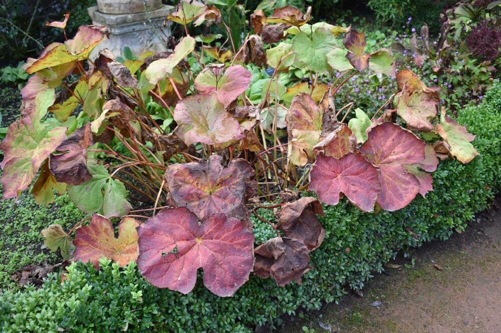 A plant with very large red-pink leaves grows in a flower bed, almost taking over the neat box hedge that lines the path side.