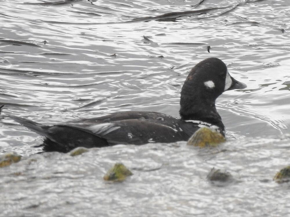 A black and white sea duck swims on the sea, past some little rocks poking out of the water.