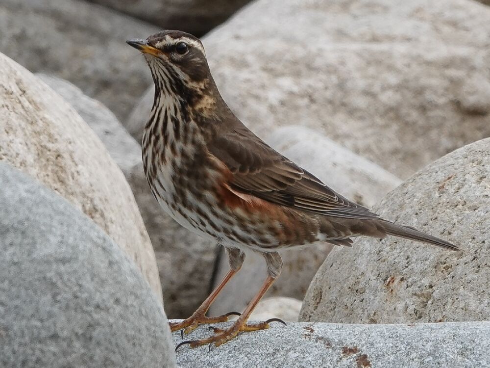 A redwing, which looks a little like a slim thrush, stands in between some rocks. It has a reddish-brown upper body with a speckled white belly.