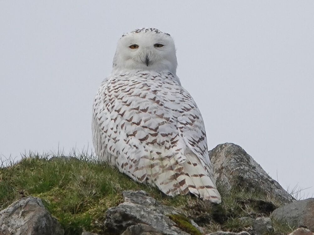 A snowy owl perches on some grass by some rocks. It has turned its head round so it is looking over its back.
