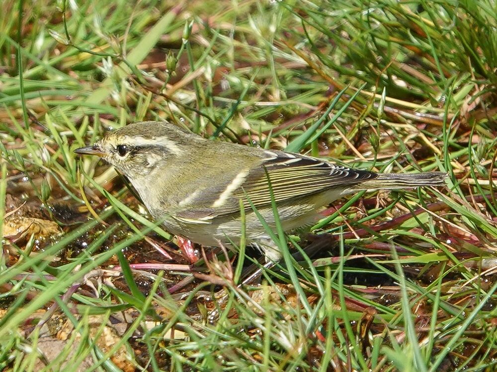 A small warbler bird stands in some grass, which is almost taller than it! Its feathers have a yellowish-green tinge, with black and white stripes on its wings. It has a black and white stripe by its eye.