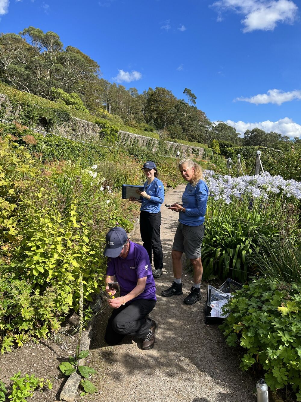 Three people are at work recording plants beside a path in Inverewe Garden. The person in the foreground kneels down to take a photo of a small yellow flower with their phone.