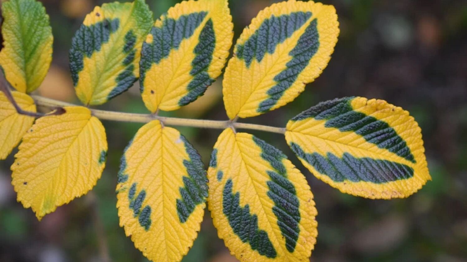 A close-up of a branch of a rose bush in autumn. Its leaves are a deep yellow with a dark green pattern on them.