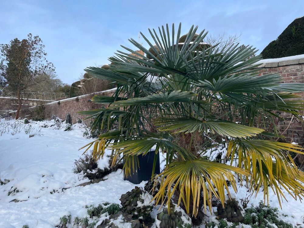 A little palm tree looks frozen in a walled garden that is covered by snow.