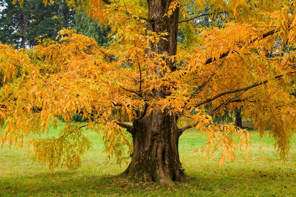 A view of the bottom section of a dawn redwood tree, when it has bright orange and yellow leaves on branches reaching almost to the ground. It stands in the middle of a grassy area.