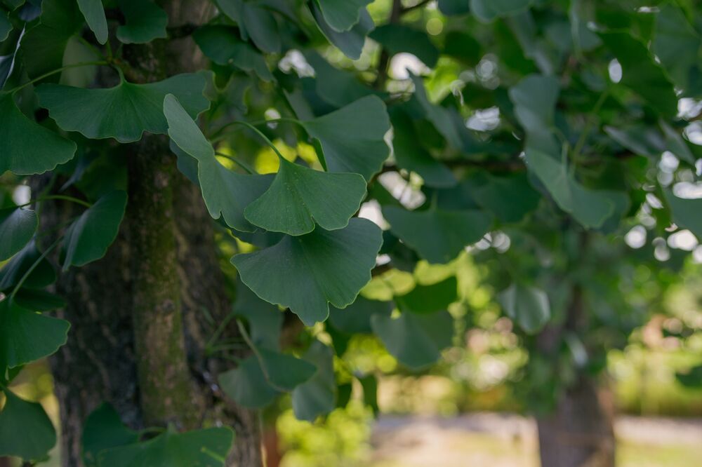 A close-up of a ginkgo biloba branch, showing its smooth, scalloped-edged green leaves.