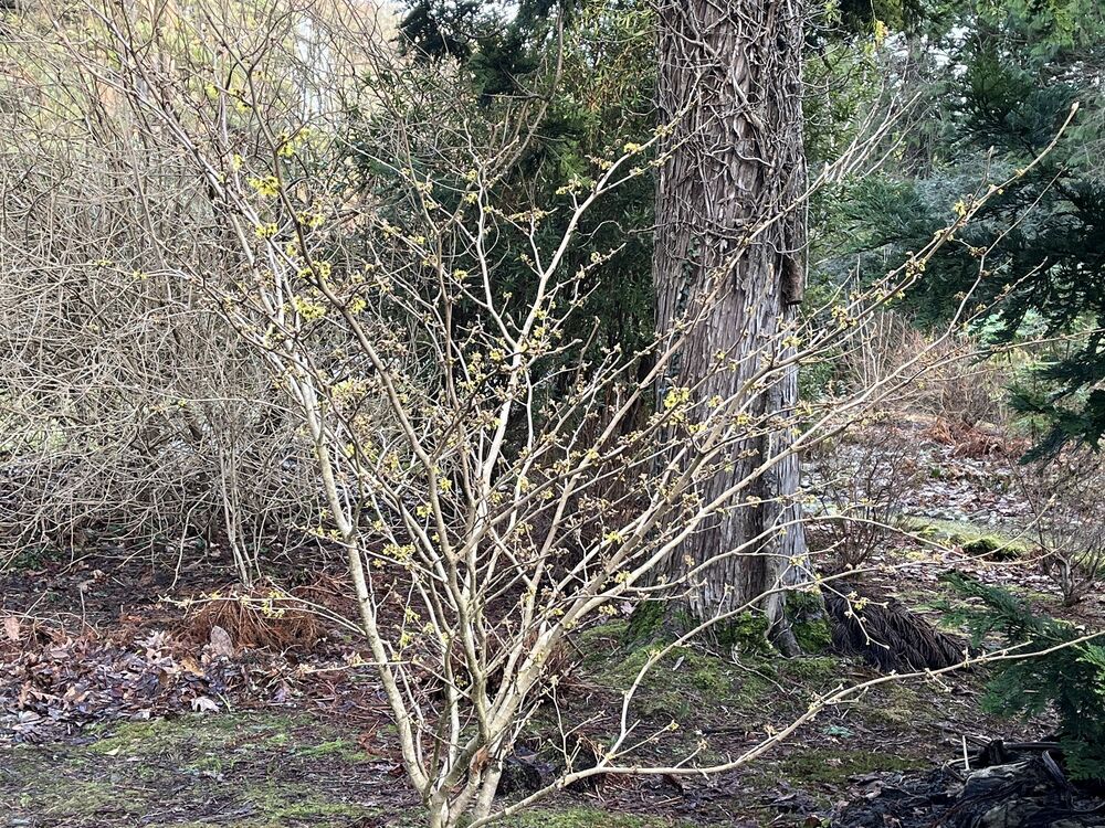 A small witch hazel tree grows in a woodland area. It is early spring, and its yellow-green leaves are only just starting to emerge.