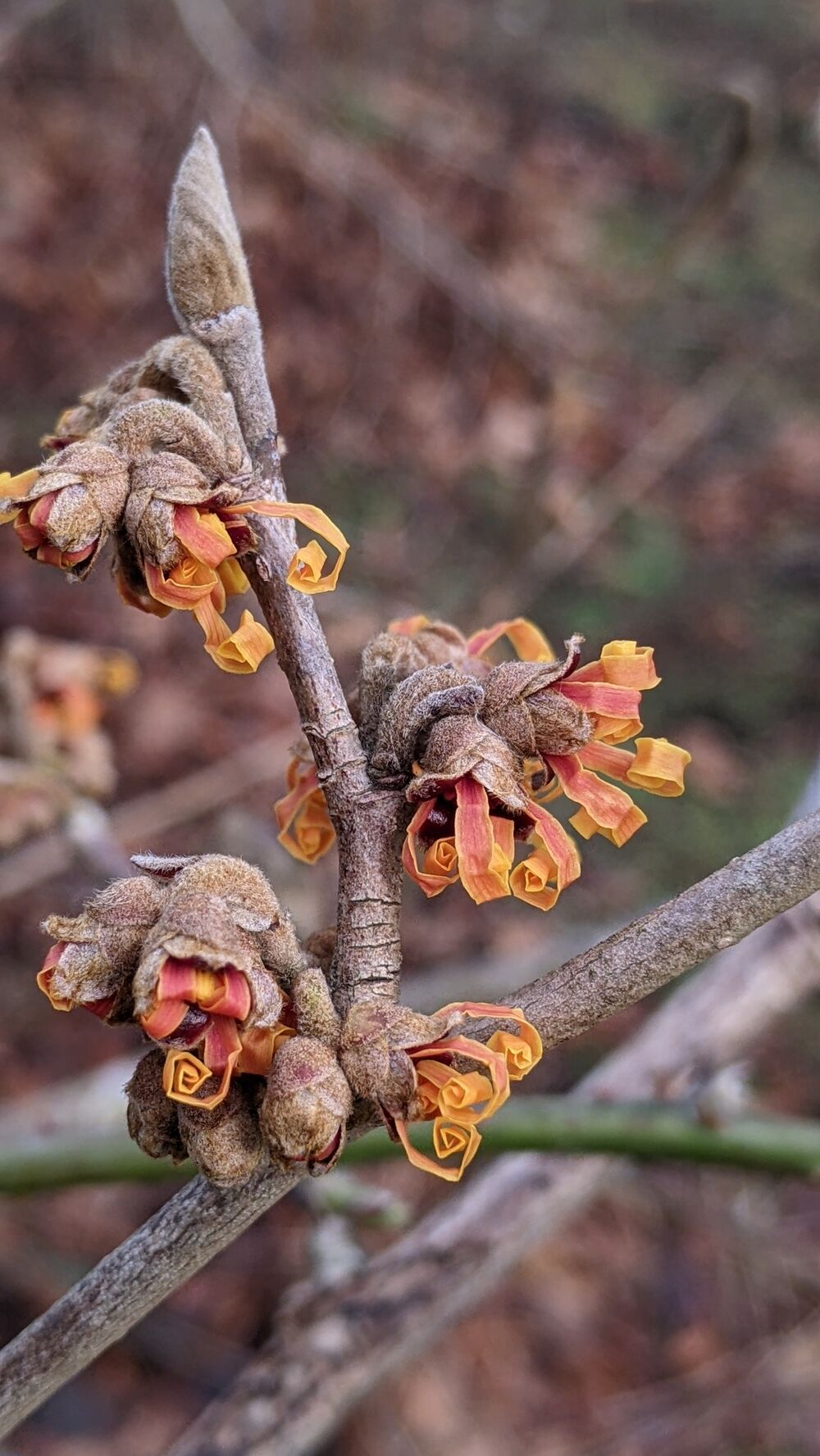 A close-up of the tip of a branch of a witch hazel tree. Tiny orange petals, that look just like party blowers, are unfurling. The buds are furry.