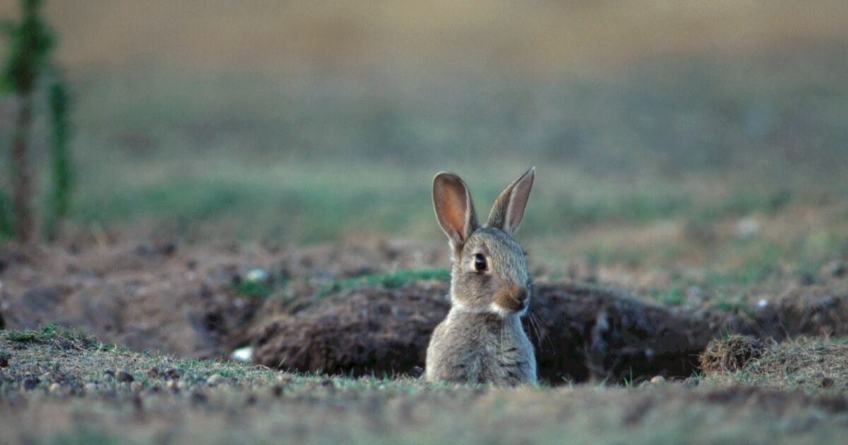 Crathes Garden blog #22: 1066 and all… | National Trust for Scotland