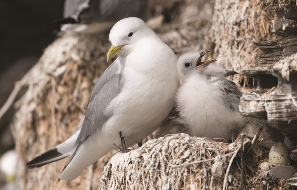 An adult kittiwake (which looks rather like a gull) sits on a rocky ledge. Its fluffy chick nestles in close.