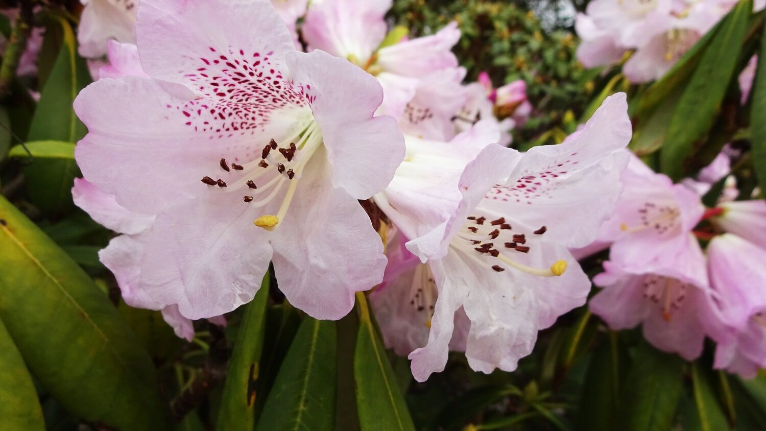 A close-up of a pale pink/purple rhododendron flower, with darker purple spots going deep into the flower on one of the petals.