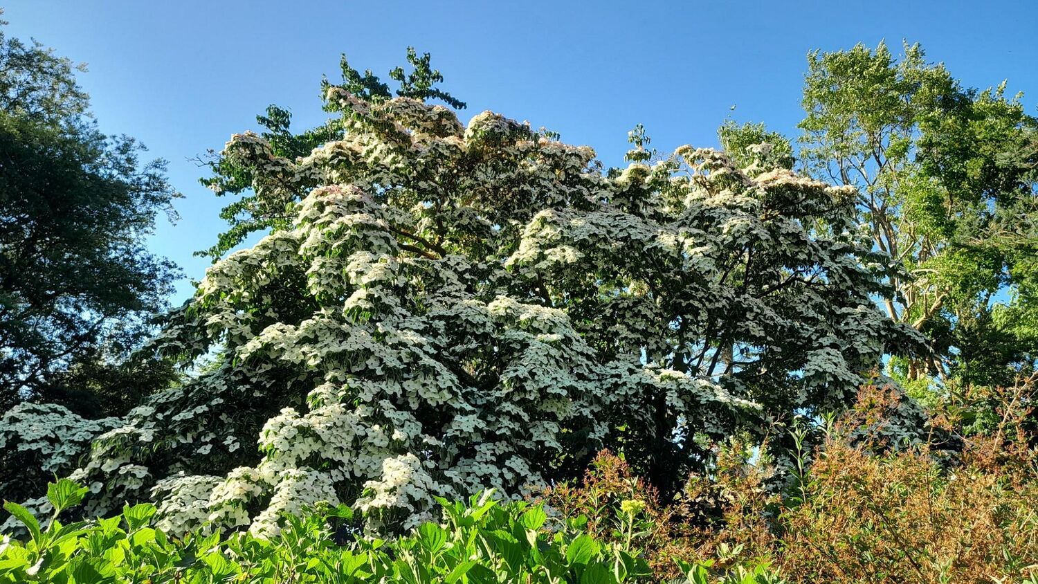 A large tree looms over a collection of shrubs in the foreground. The tree is covered in large white flowers, which especially stand out against the deep blue sky.