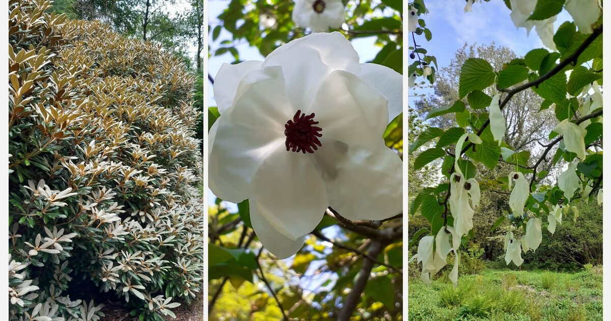 The PLANTS project why do plant names… National Trust for Scotland