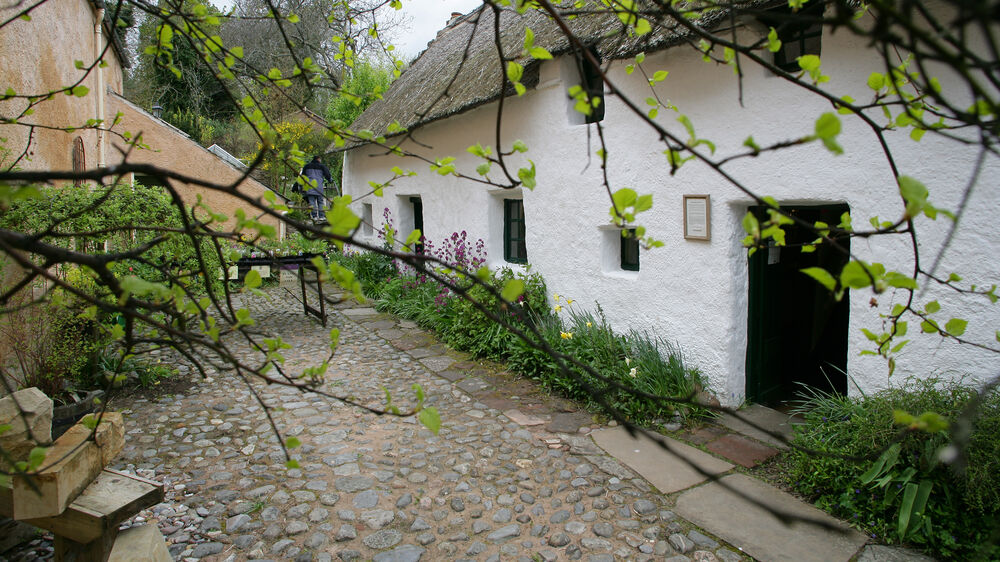 Looking through the branches of a tree towards a white long cottage with a thatched roof. A cobbled lane runs outside the black wooden front door.