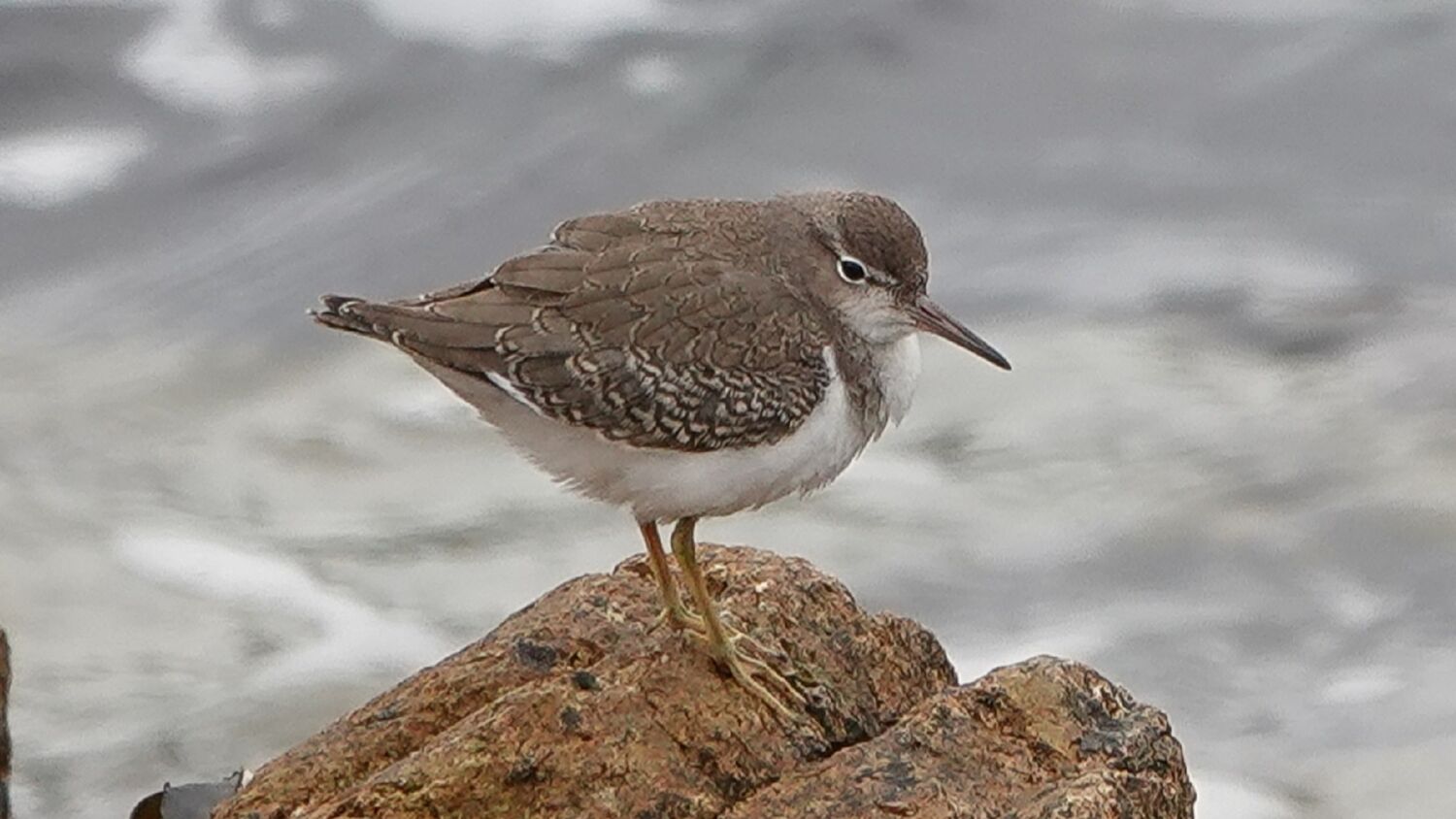 A small sandpiper bird perches on a rock by the edge of the sea. It has a very round body, with brown upper feathers and a white tummy. It has a very short tail and yellow legs.