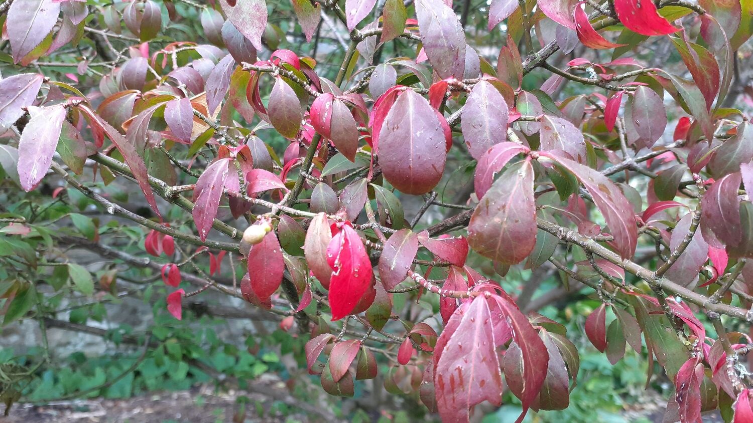 A close-up view of a branch of a fire bush, with many red and pink leaves.