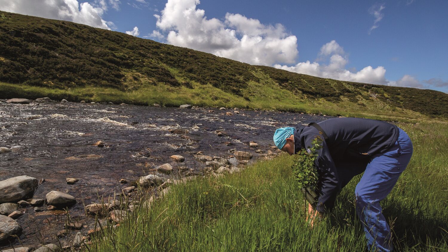 A woman dressed all in blue outdoor clothing bends down to a tree sapling she is planting on the grassy bank beside a river.