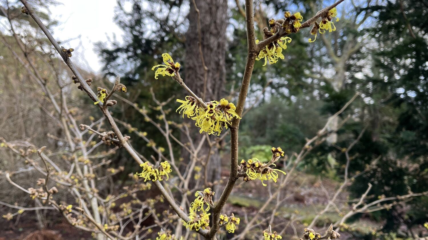 A close-up of a small witch hazel tree, with lime green petals just starting to emerge on its thin branches.